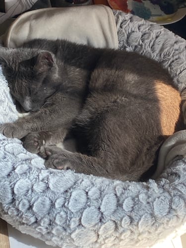 Avis photo d'un client sur Pâtée Chat Stérilisé Sans Céréales - Poulet