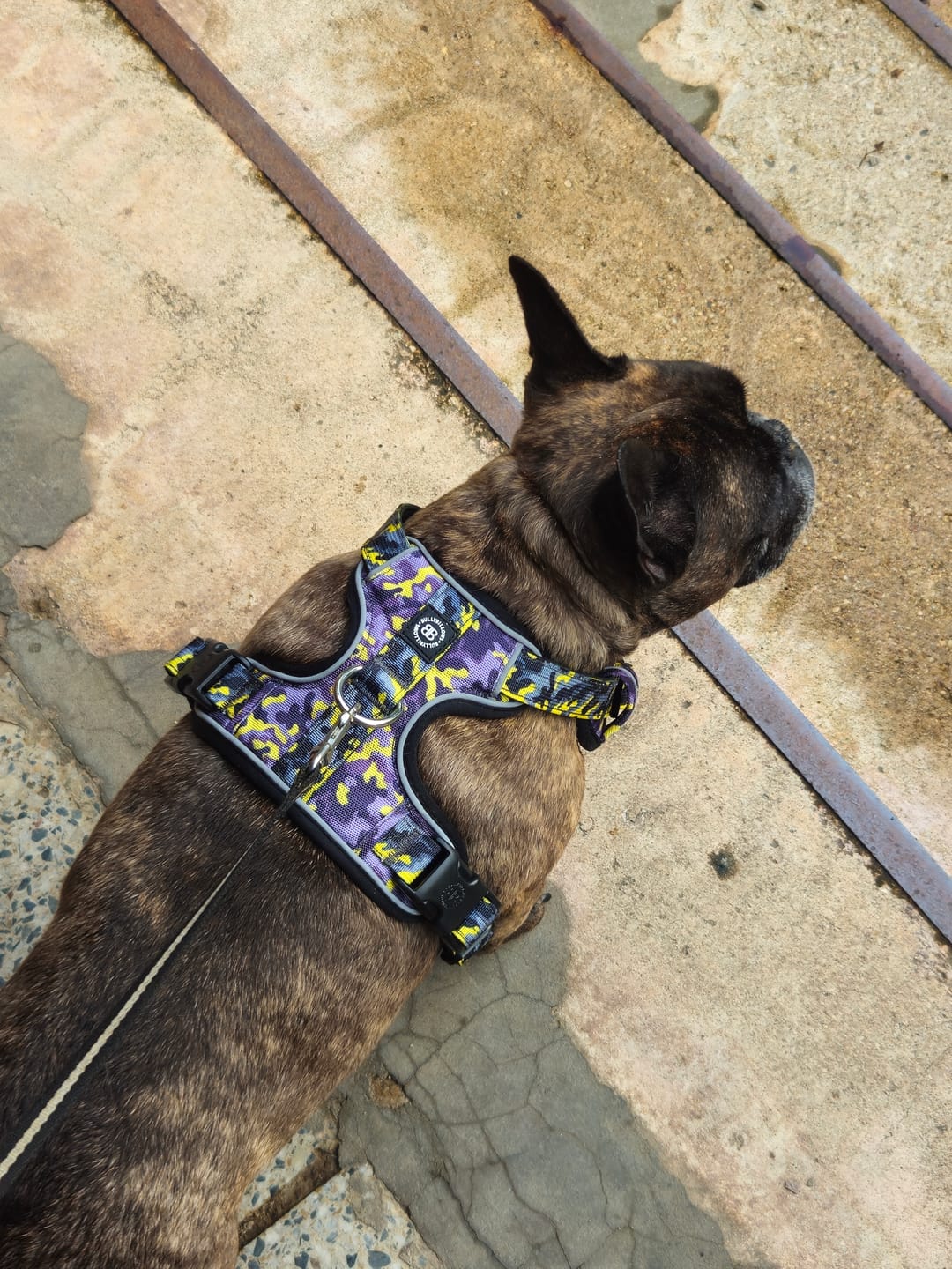 Customer photo review of Comfort Premium Harness | Non Restrictive - Lightning