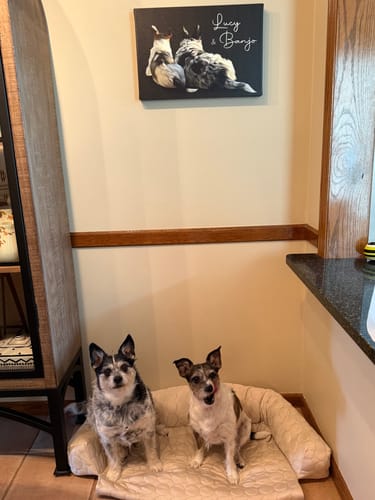 Customer photo review of Pet Art Canvas Wrap