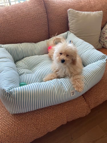 Customer photo review of Divanetto Cotone Righe Strette Ottanio