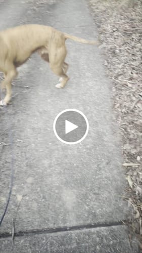 Lisa T. review of Spring '23 Colour Range Slip Leash image 1 out of 1