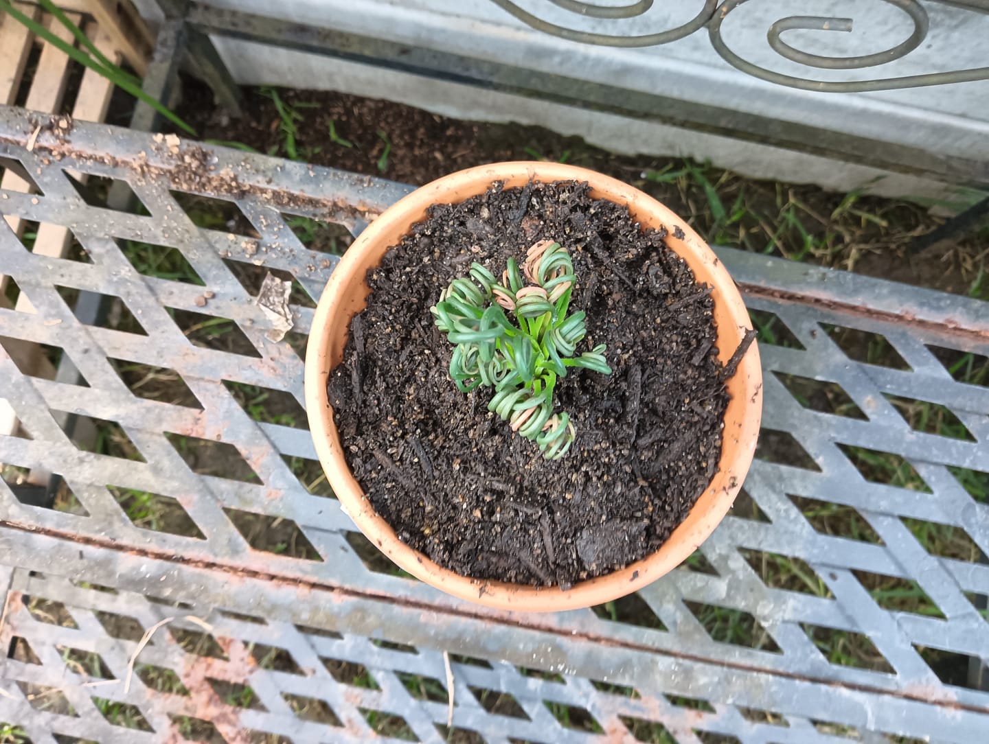 Customer photo review of Albuca 'Frizzle Sizzle'