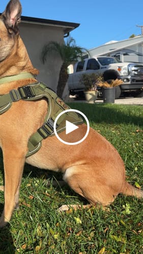 Customer video review of NEW Upgraded Tactical No-Pull Team K9™ Dog Harness with 4 Quick-Release Metal Buckles, Reinforced Front & Back D-Rings, Hook & Loop Panels, Adjustable Straps, Reflective Strips, & Top Handle