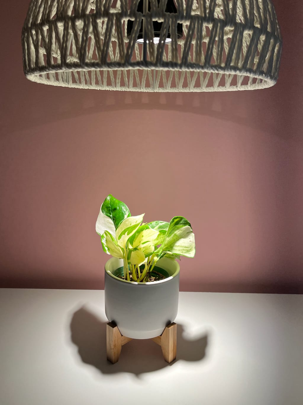 Customer photo review of Pothos Epipremnum aureum 'Manjula'