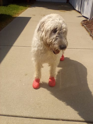 Customer photo review of WagWellies® Mojave