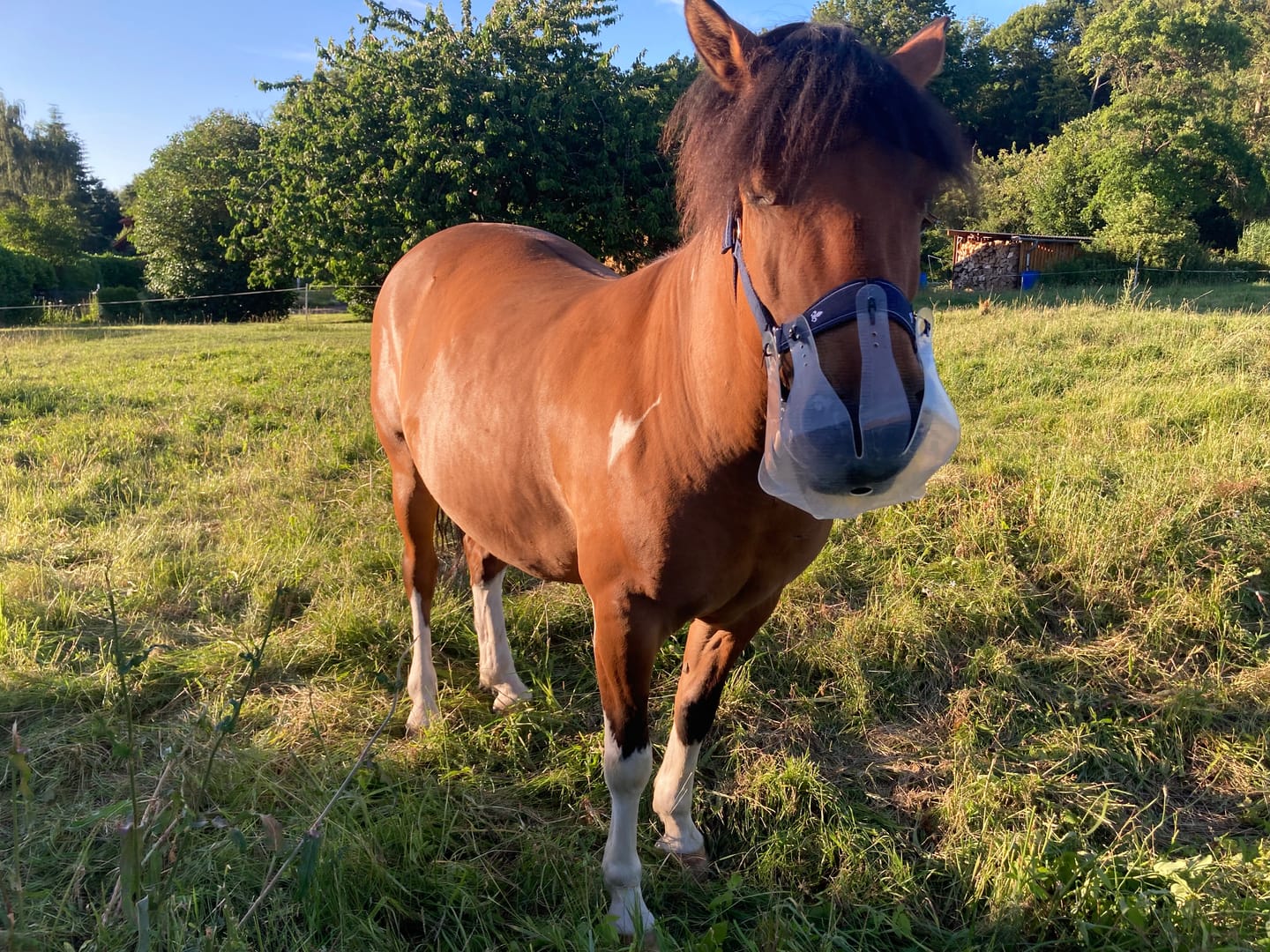 Customer photo review of ThinLine Flexible Fressbremse