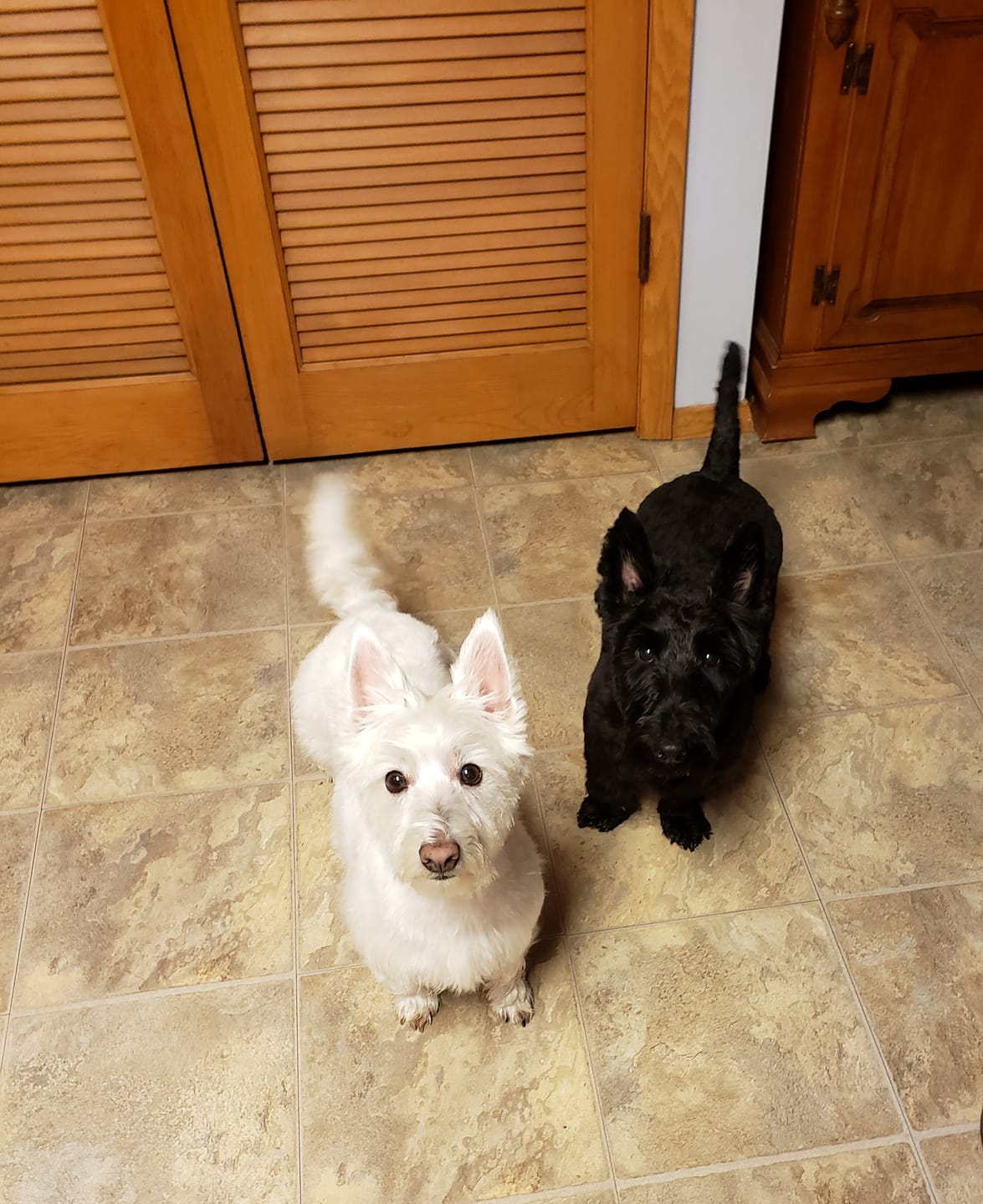 Customer photo review of FurLife™ - Flea & Tick Defense Chews for Dogs