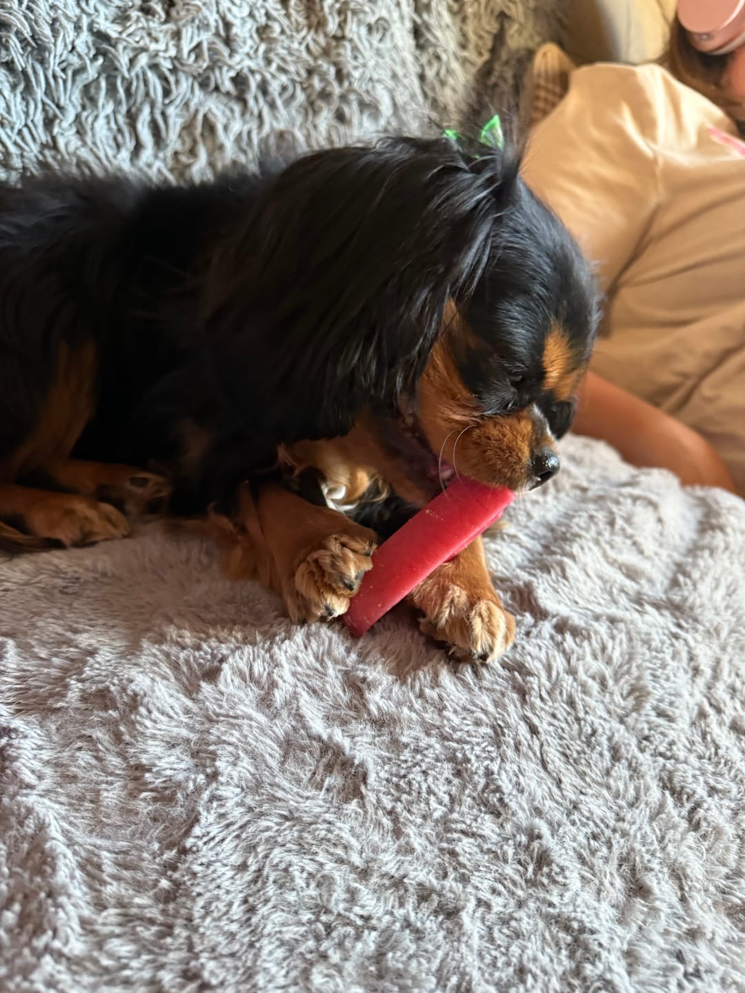 Customer photo review of Strawberry Himalayan Yak Chew (MEDIUM)