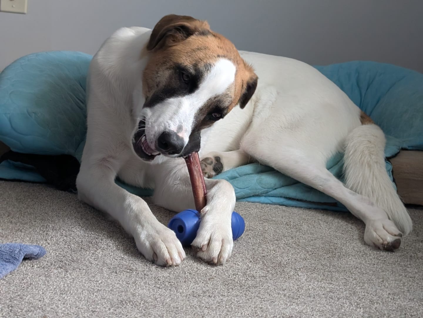 Customer photo review of 12 Inch Monster Braided Bully Stick