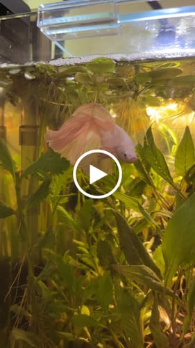 Customer video review of Super White Dumbo Ear Halfmoon Male Betta Fish