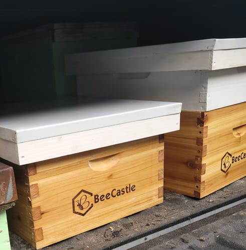 Customer photo review of BeeCastle Hives 10 Frame Wax Dipped Complete Beehive Kit:2 Designed Deep Bee Boxes and 1 Super Medium Box,Includes Premium Wooden Frames and Beeswax-Plastic Foundation