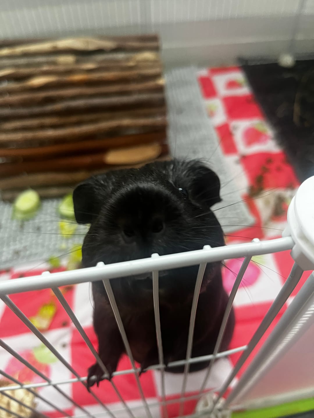 Customer photo review of Fleece Liners | Strawberry