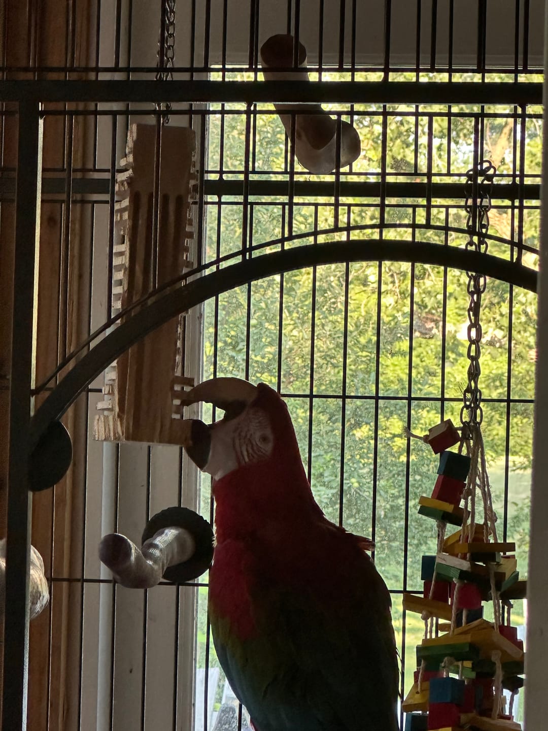 Customer photo review of Big Chippy - The Ultimate Toy For Big Birds