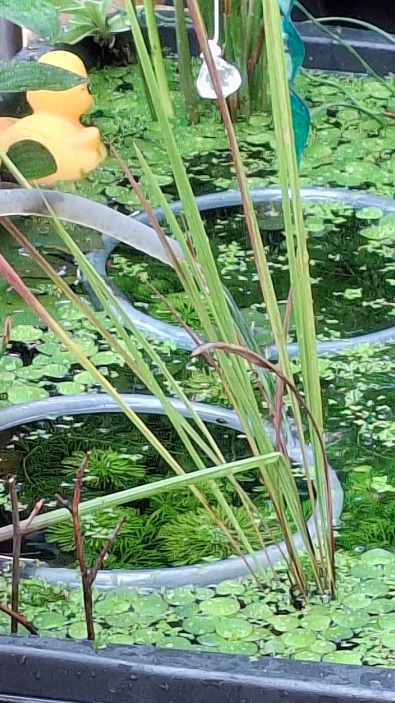 Customer photo review of Imperata Cylindrica Red Baron