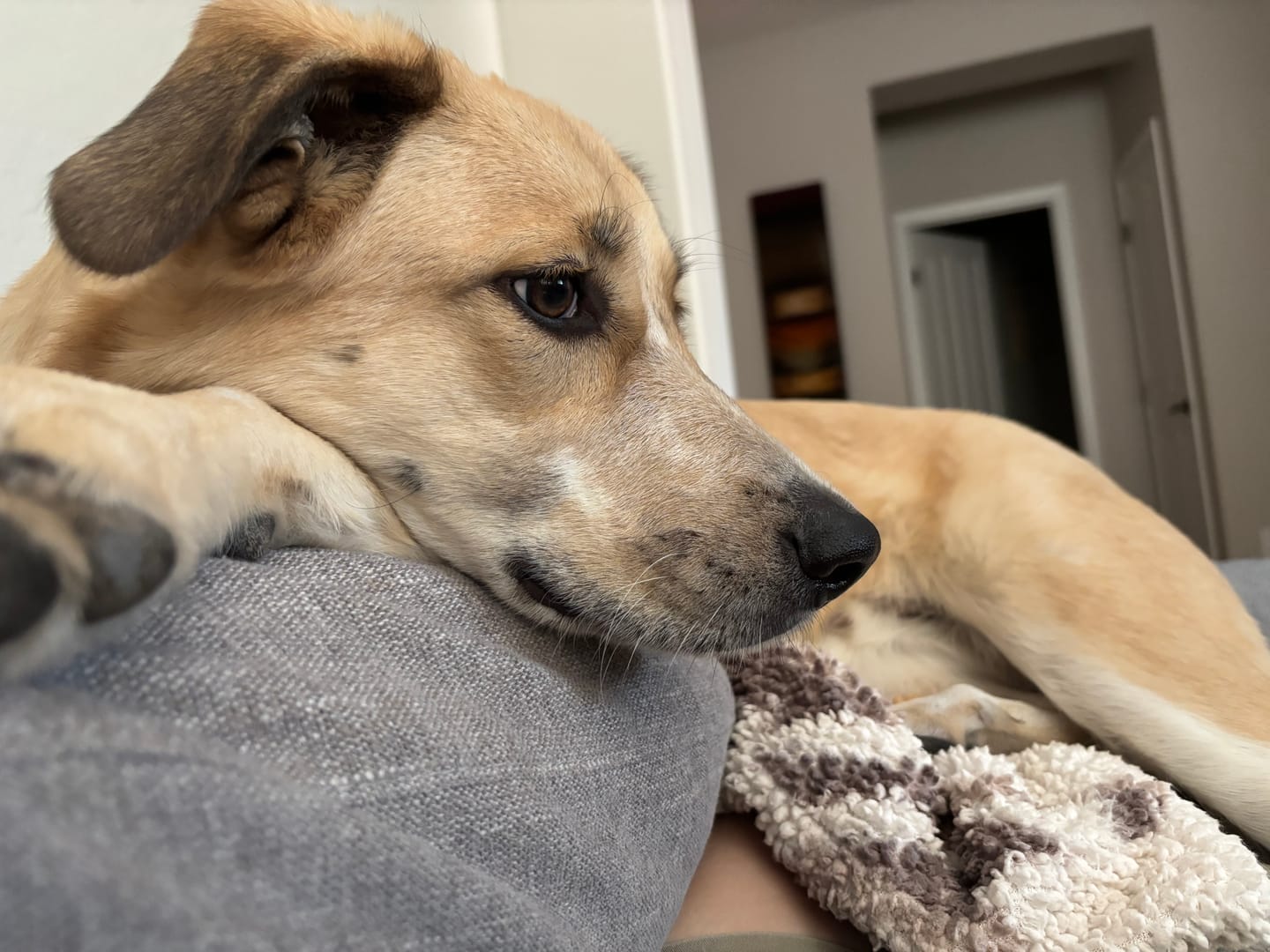 Customer photo review of Royal Canin Gastrointestinal Low Fat + Hydrolyzed Protein Dry Dog Food