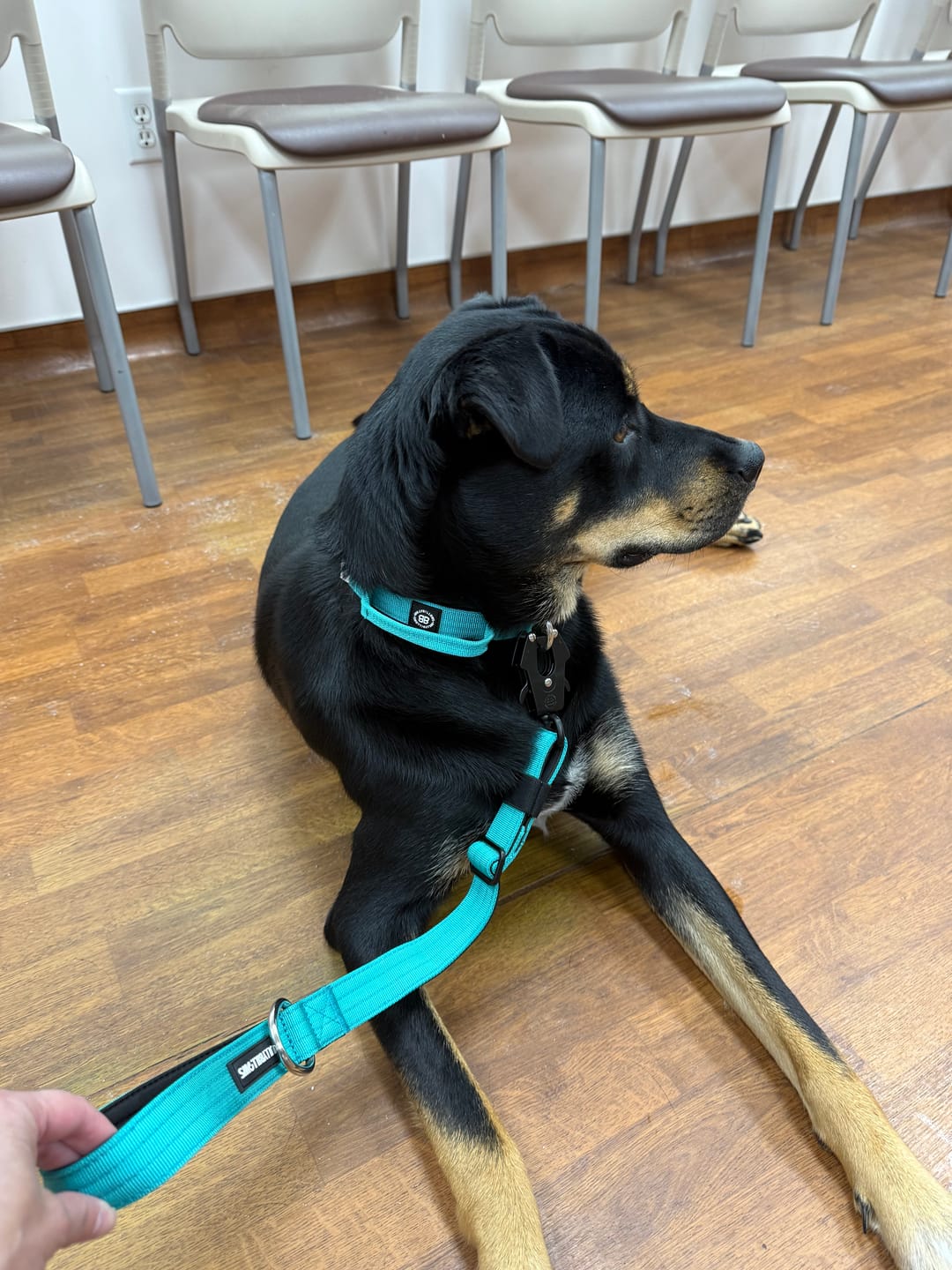 Customer photo review of 2.5cm Combat® Collar | With Handle & Rated Clip - Turquoise