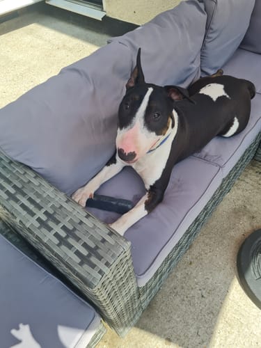 Customer photo review of Dog Chew Bone - Indestructibone