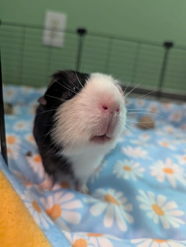 Customer photo review of Fleece Liners | Daisy