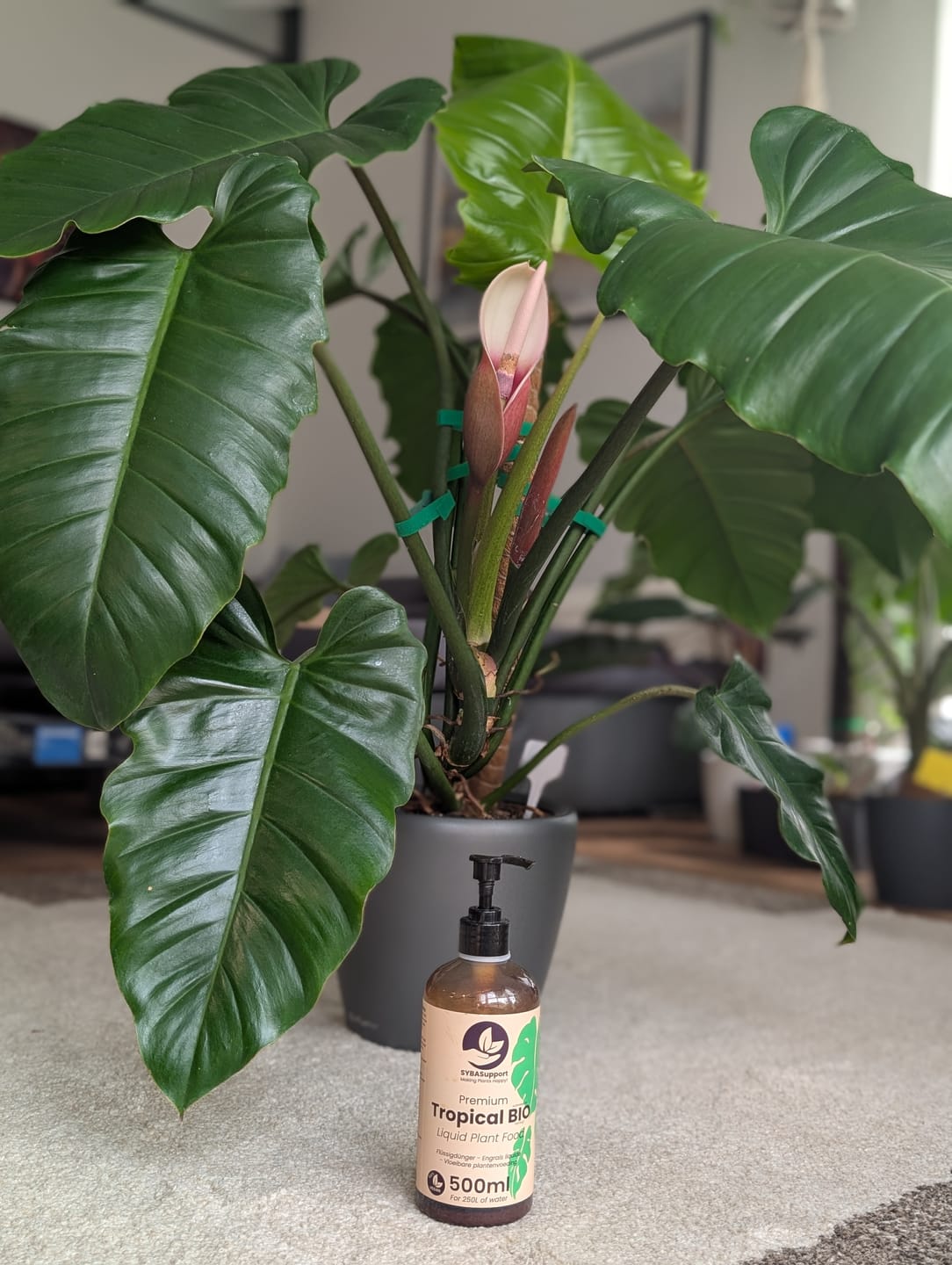 Customer photo review of Tropical BIO Liquid Plant Food