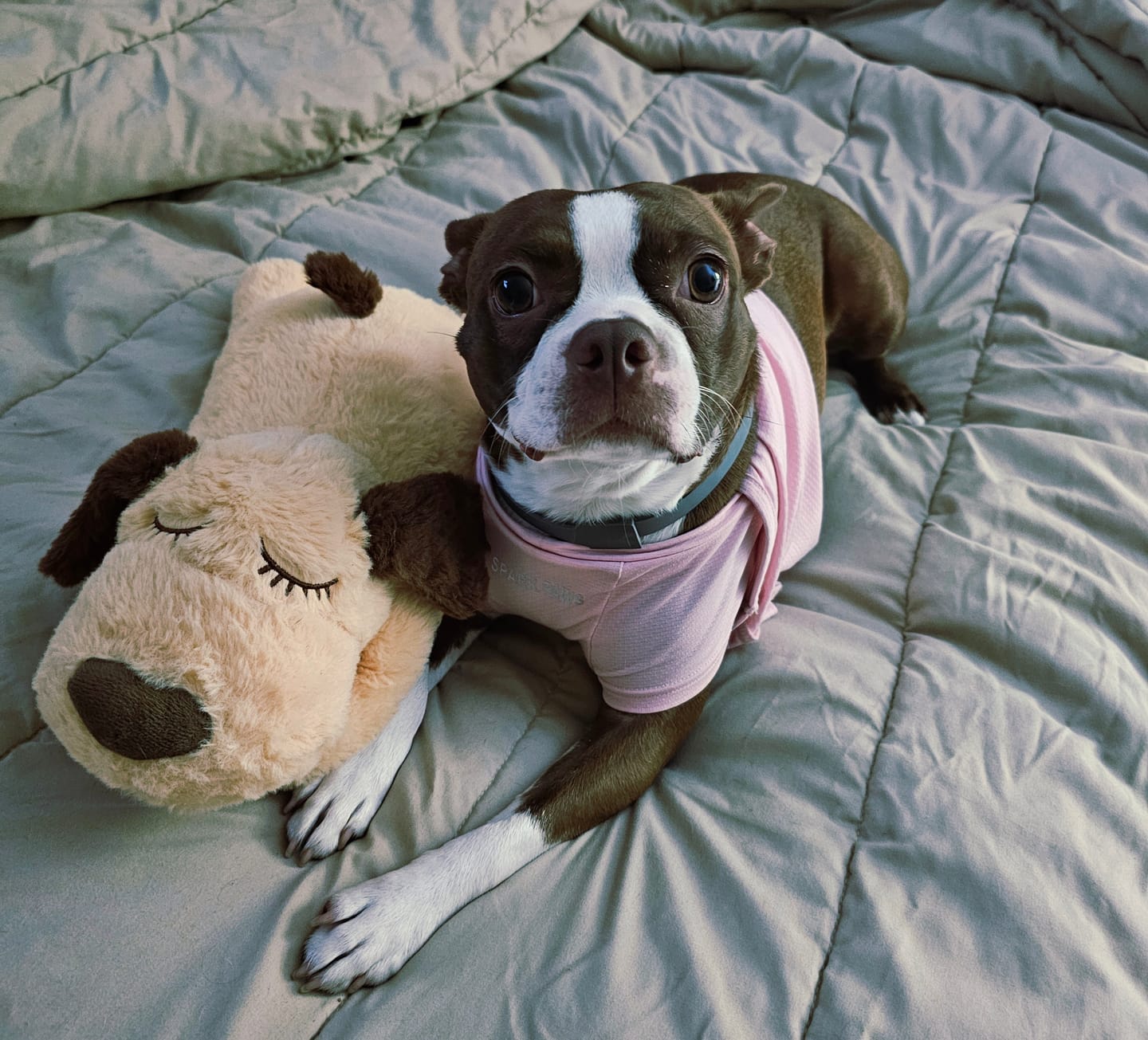 Customer photo review of Peluche Antiestrés para Mascotas