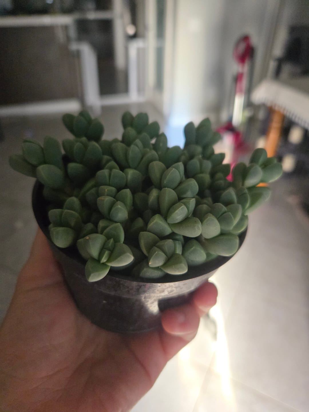 Customer photo review of Corpuscularia lehmannii - Ice Plant