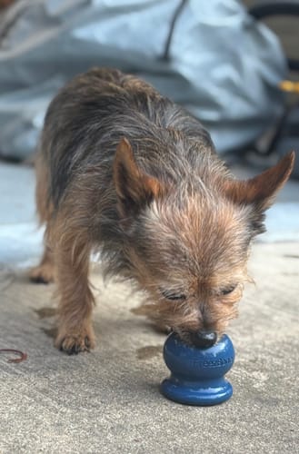 Customer photo review of Freezball - Durable Fillable Dog Chew Bone