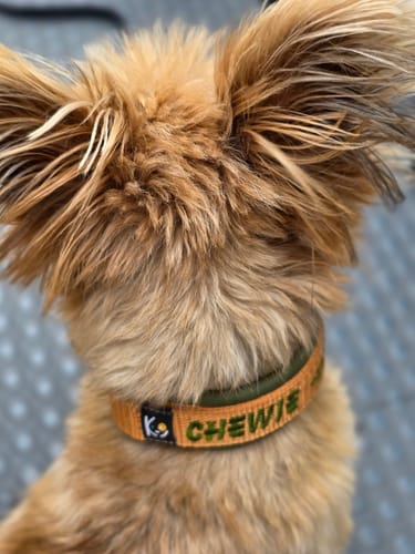 Customer photo review of Neoprene Half-Check Dog Collar with Name - S | 4Kyon