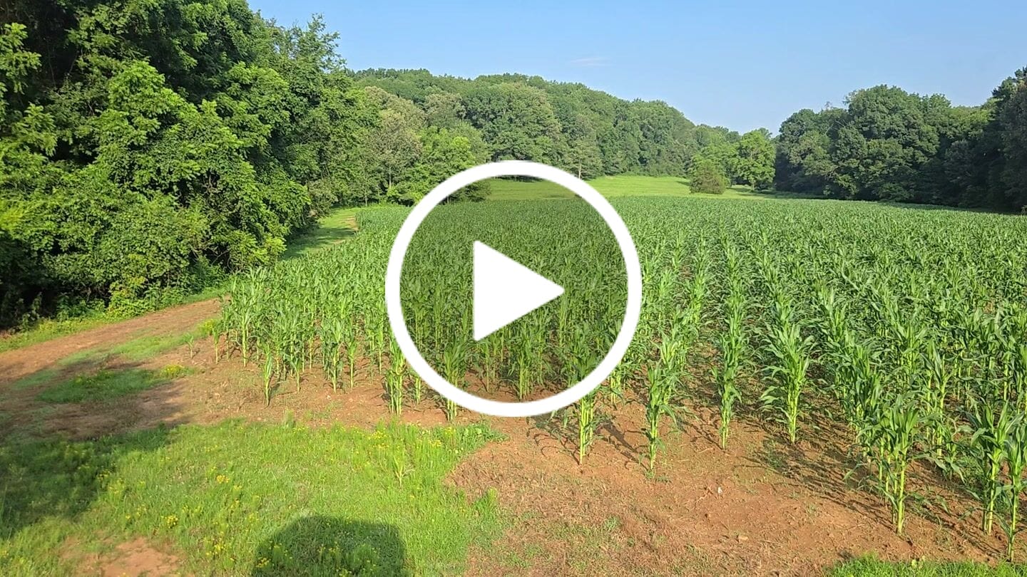 Customer video review of Glyphosate Tolerant Wildlife Seed Corn