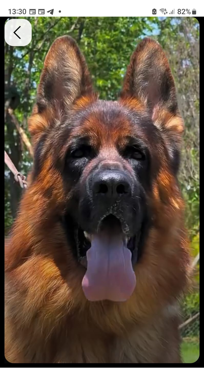 Customer photo review of THERZYME (500 gr) – Mangime per Salute Pancreatica Di Cani e Gatti