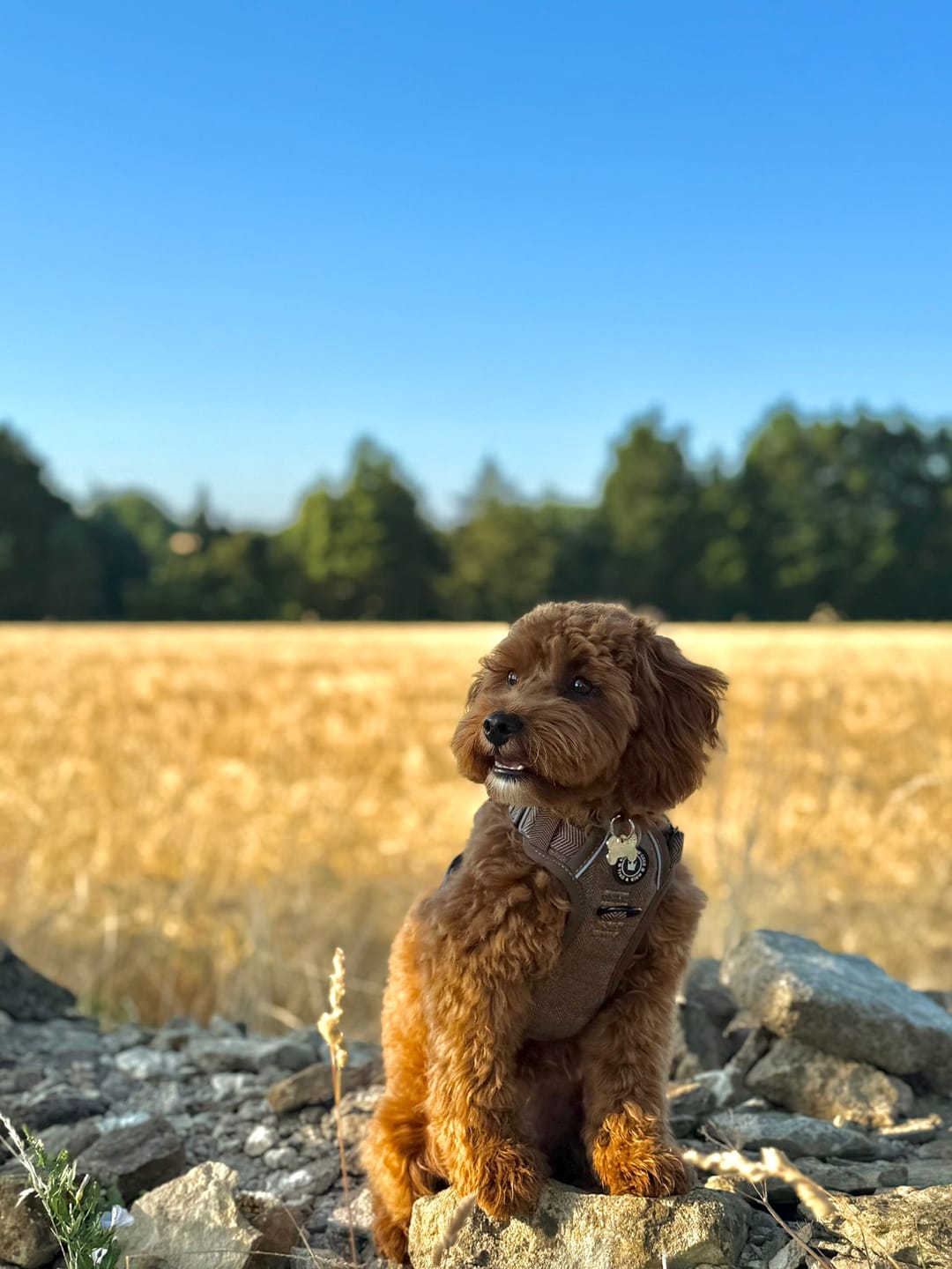 Customer photo review of Trail & Glow Tweed Dog Harness - Oxford Tweed