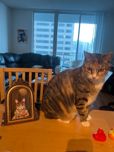 Customer photo review of Custom Cartoon Renaissance Pet in Vintage Frame
