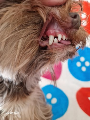 Customer photo review of DentalPaw Kutya és Macska Fogkő Eltávolító Fog és Szájápoló Gél