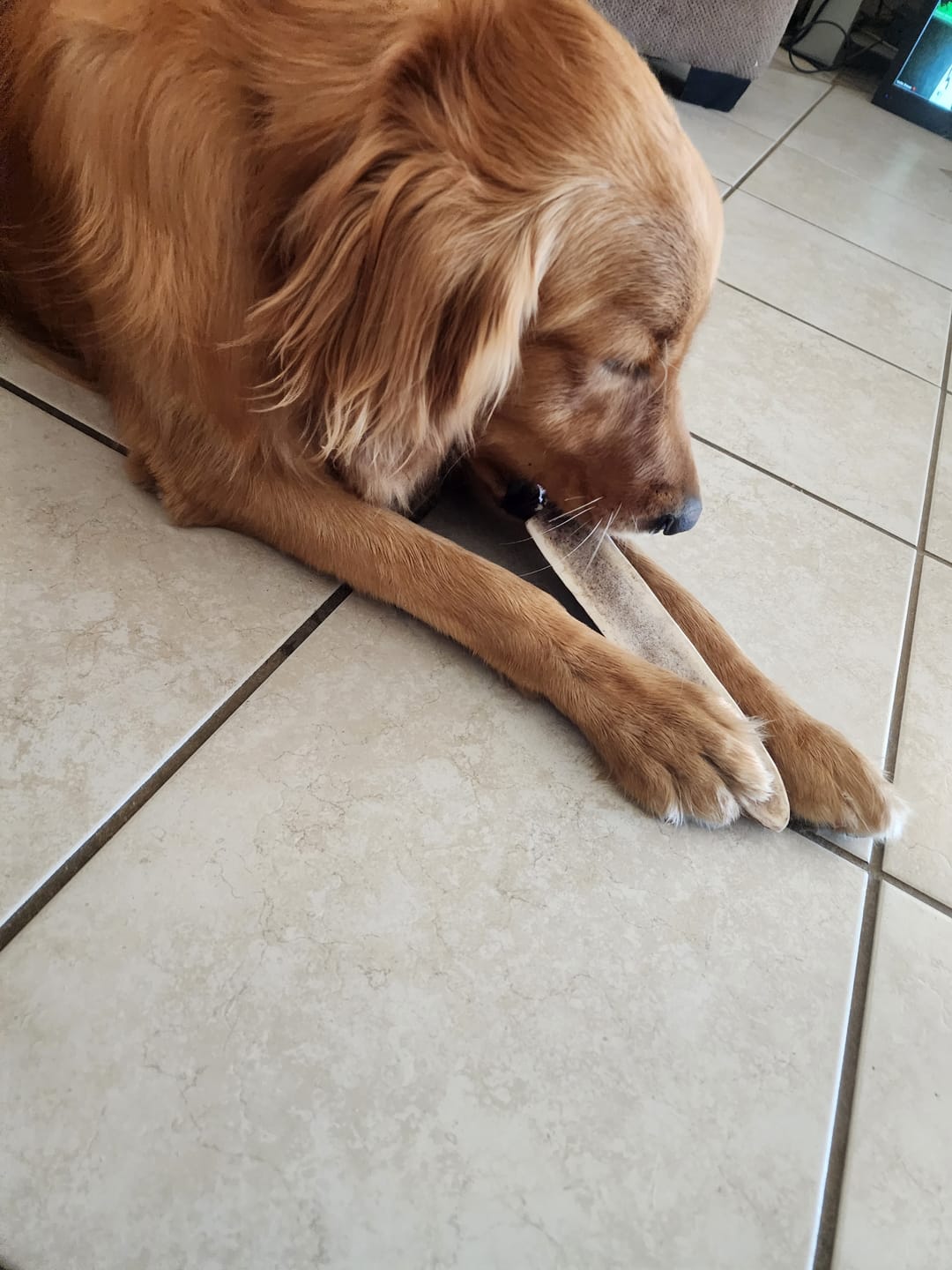 Customer photo review of Large Elk Chew