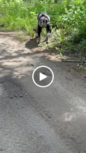 Customer video review of Knee Brace Support Harness for Dogs