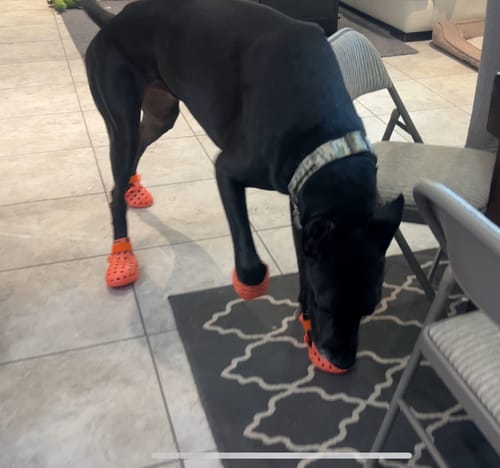Customer photo review of WagWellies® Mojave Neon Orange