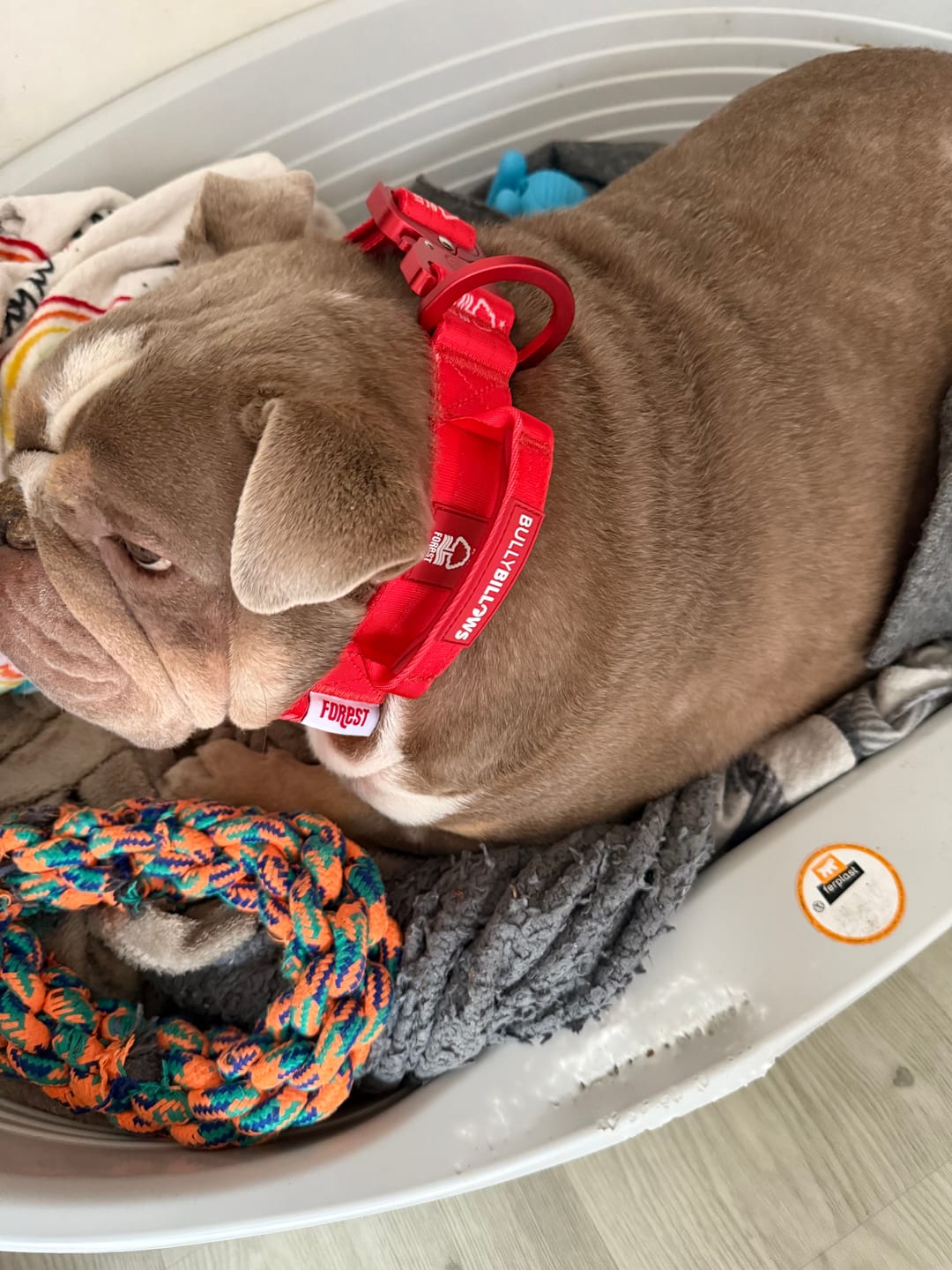 Customer photo review of 4cm LIGHTER Combat® Collar | Handle Rated Clip - Nottingham Forest