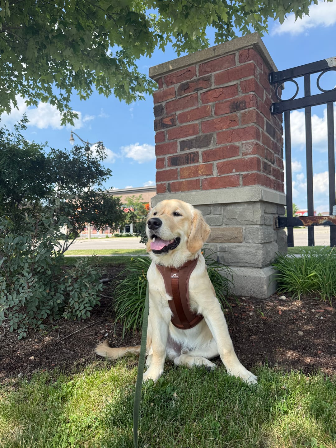 Customer photo review of Solace Adjustable Dog Harness