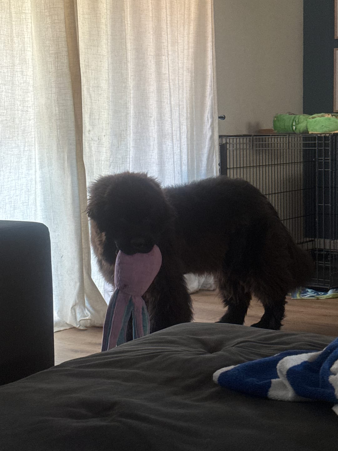 Customer photo review of 6 Inch Jumbo Braided Bully Stick