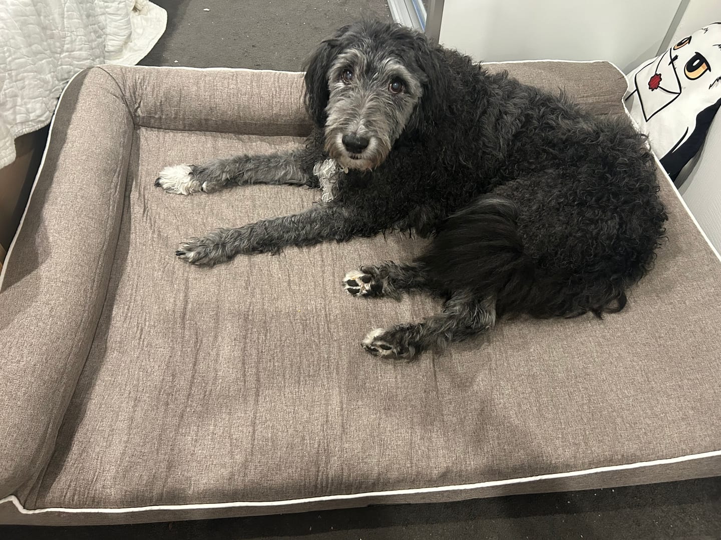 Customer photo review of Pawz Orthopedic Pet Bed Memory Foam With Cooling Gel