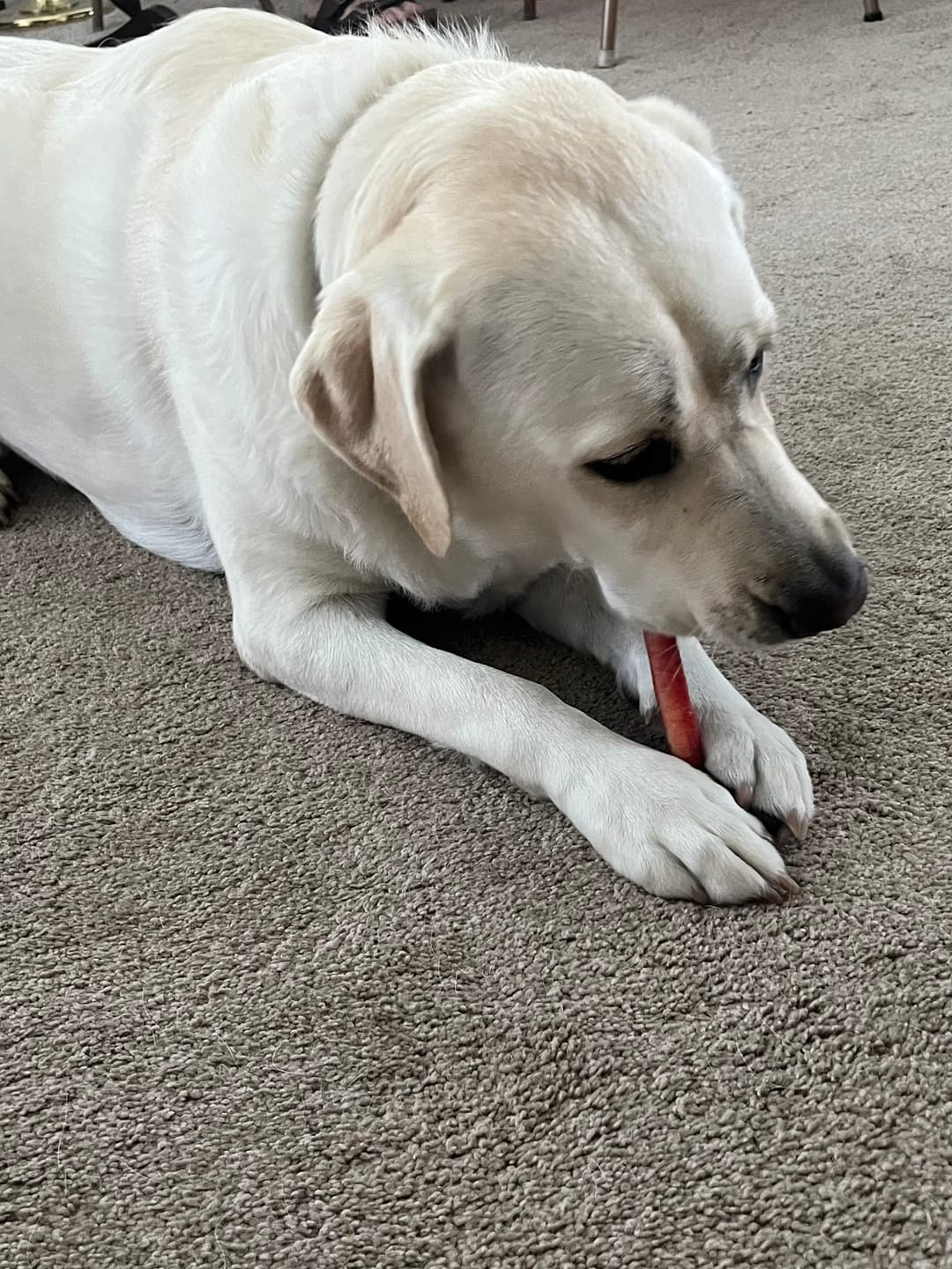 Customer photo review of 6 Inch Hand Selected Standard Bully Sticks