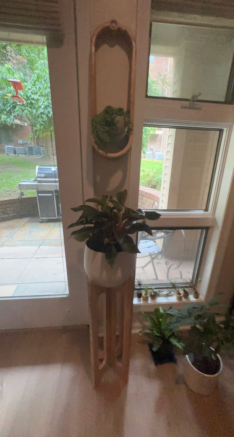 Customer photo review of Arches Plant Stand + Pot