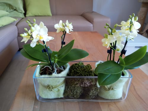 Customer photo review of Bonsaiorchidee Better Butter mit hellgelben Blüten und 3+ Rispen
