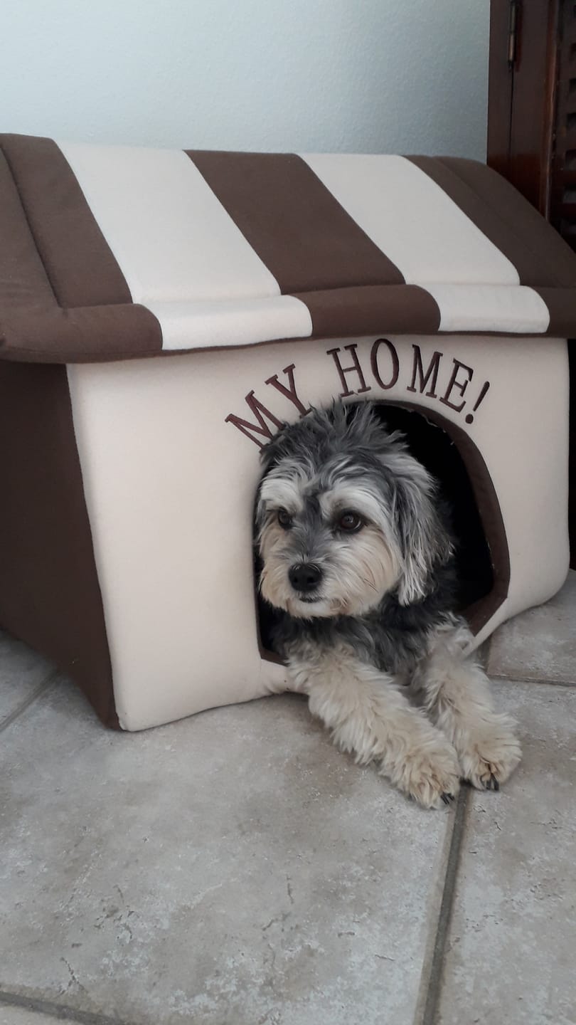 Customer photo review of Allergietest Basic Hund