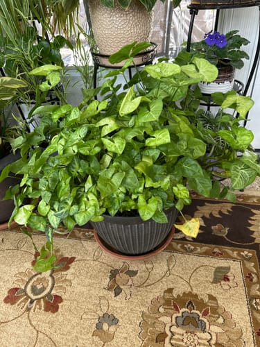 Customer photo review of Plant Food