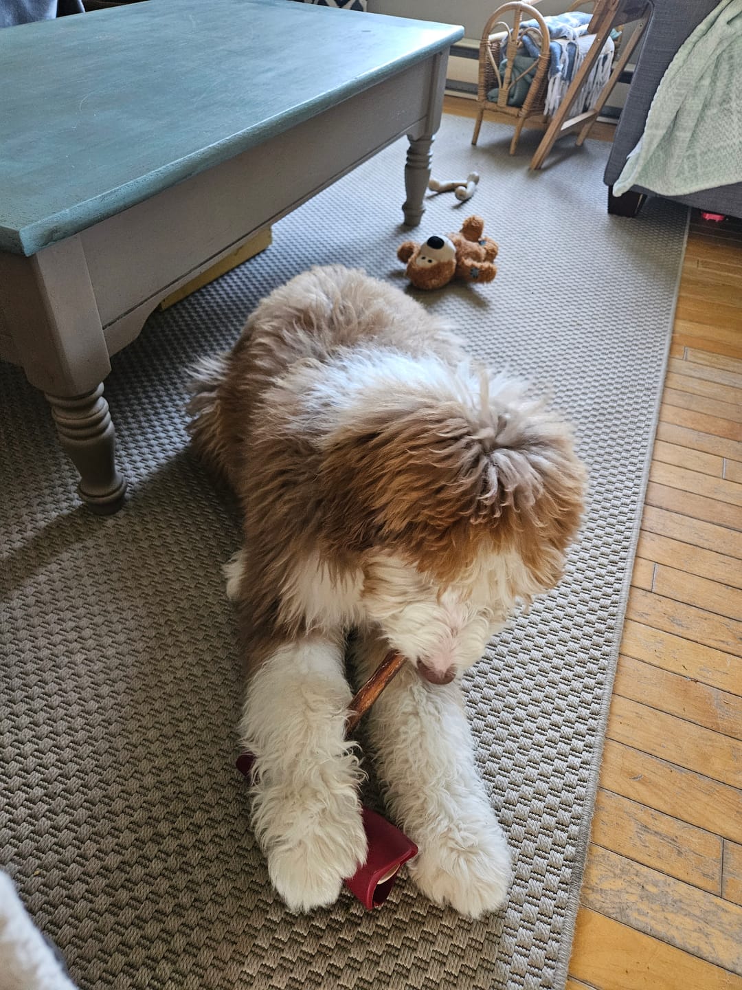 Customer photo review of 12 Inch Thick Braided Bully Stick