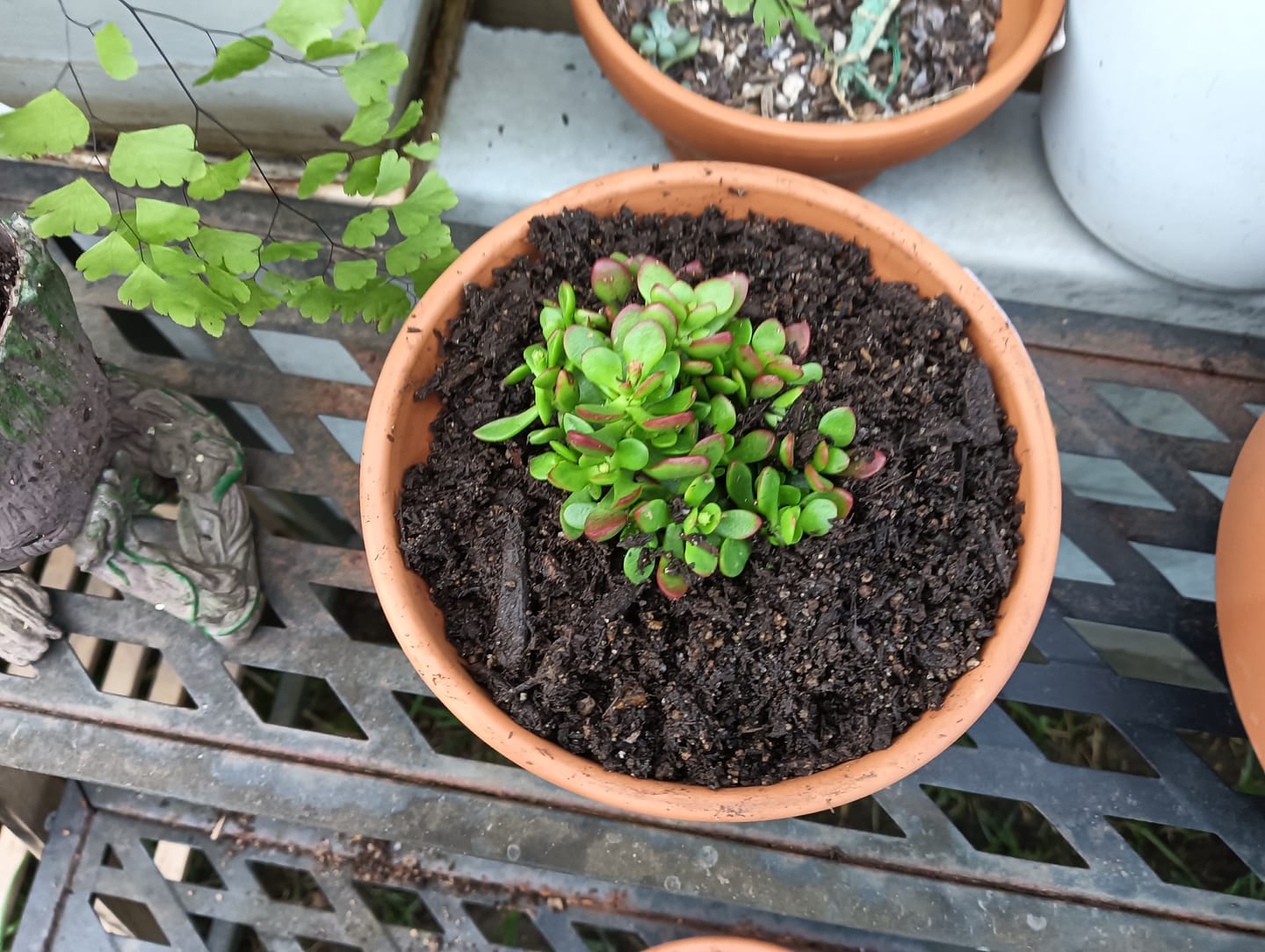 Customer photo review of Crassula atropurpurea var. anomala