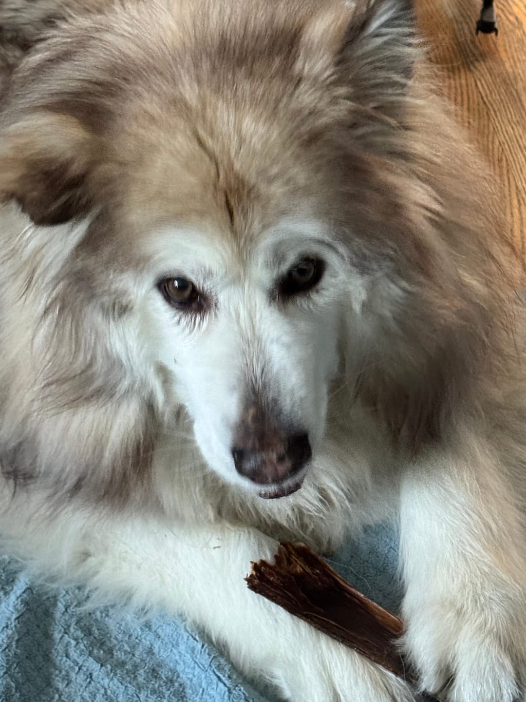 Customer photo review of 12 Inch Beef Jerky Strip