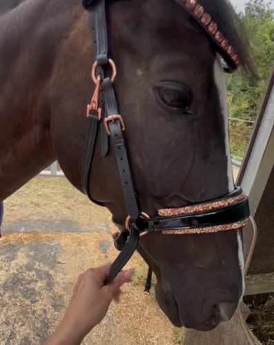 Customer photo review of Roségold Editon - Harmony Bridle - gebisslose Trense