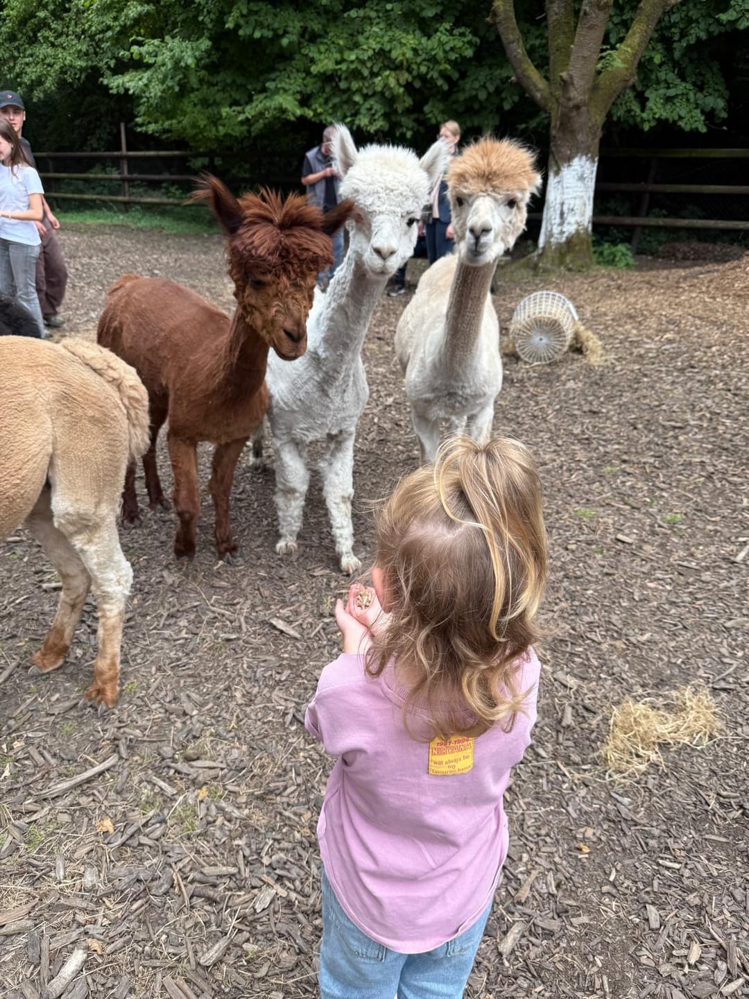 Customer photo review of Picknick auf der Alpakaweide
