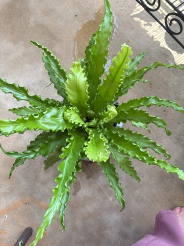 Customer photo review of Plant Food